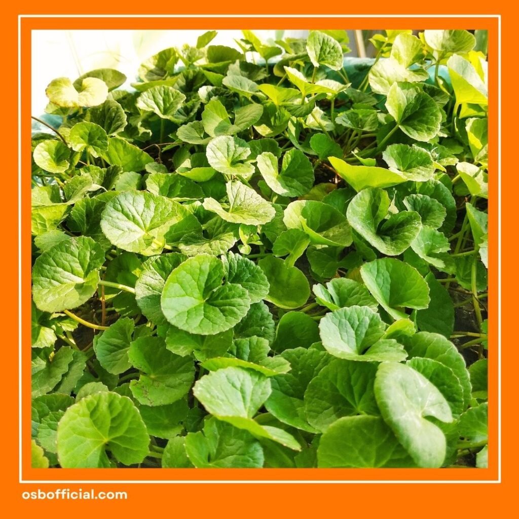 Harga Vitamin Otak Dewasa