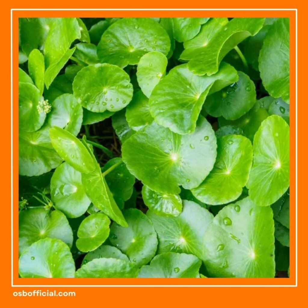 Vitamin Anak Nafsu Makan dan Otak