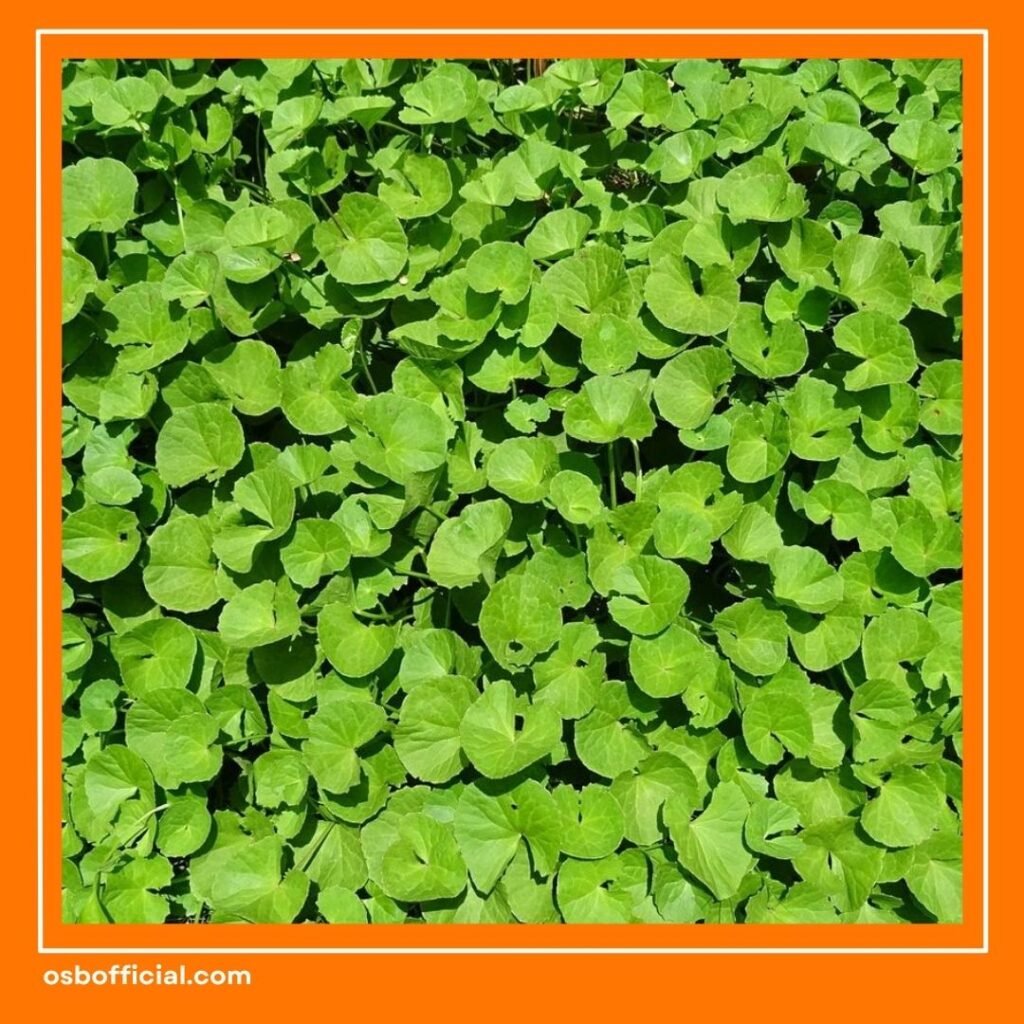 Vitamin untuk Otak Anak Supaya pintar