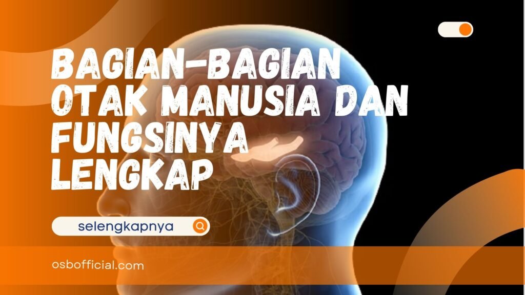 Bagian-Bagian Otak