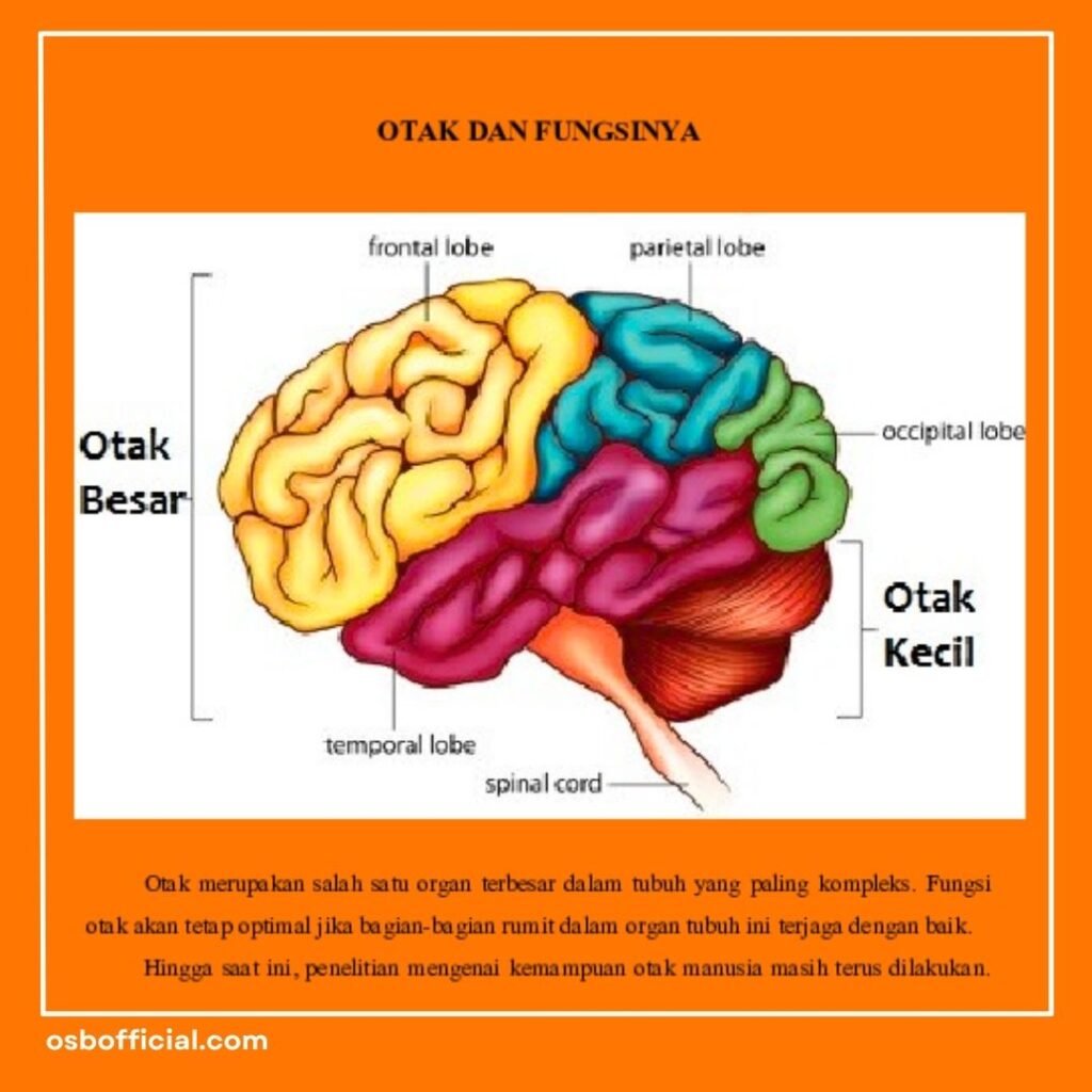Fungsi Otak Anak