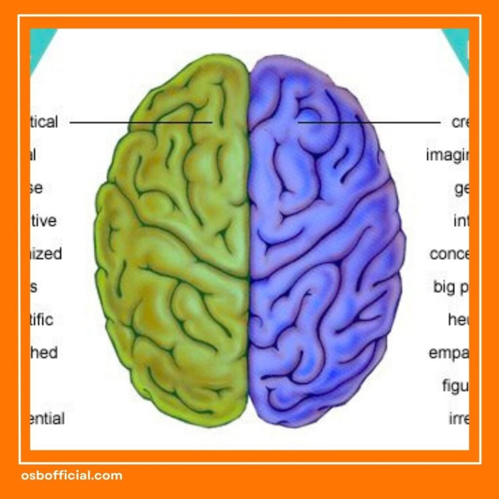 Fungsi Otak Kiri dan Otak kanan