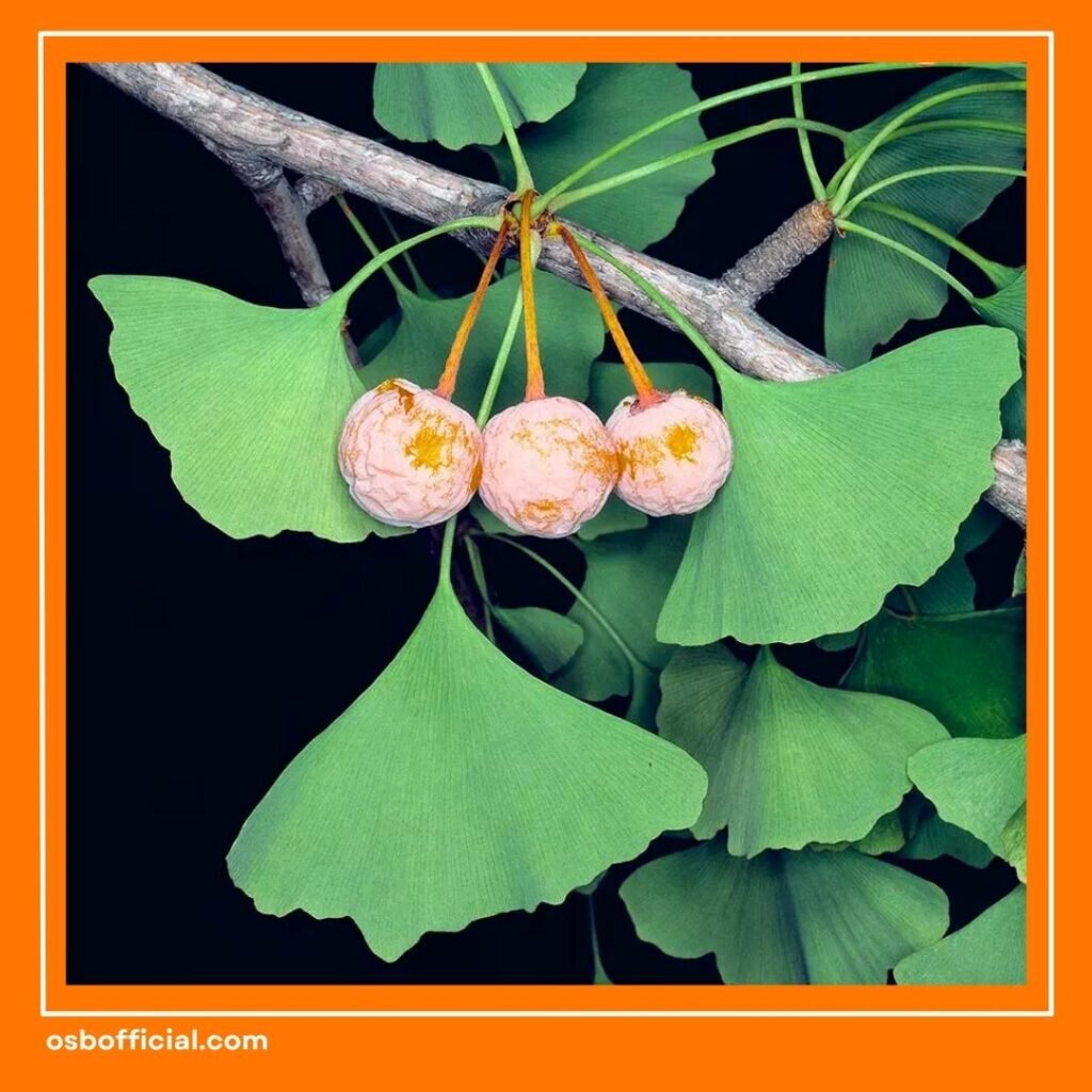 Herbal untuk Kecerdasan Otak Anak