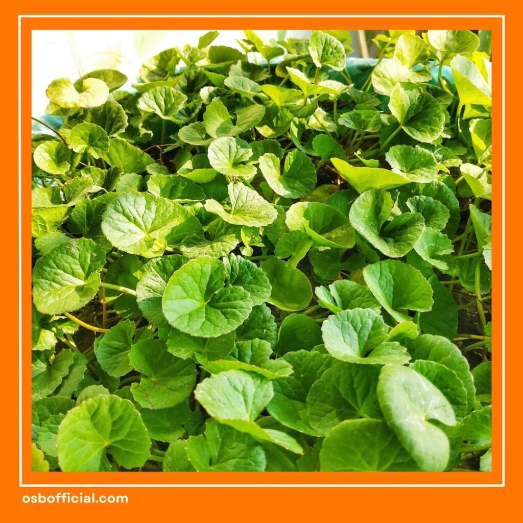 Herbal untuk Kecerdasan Otak Anak