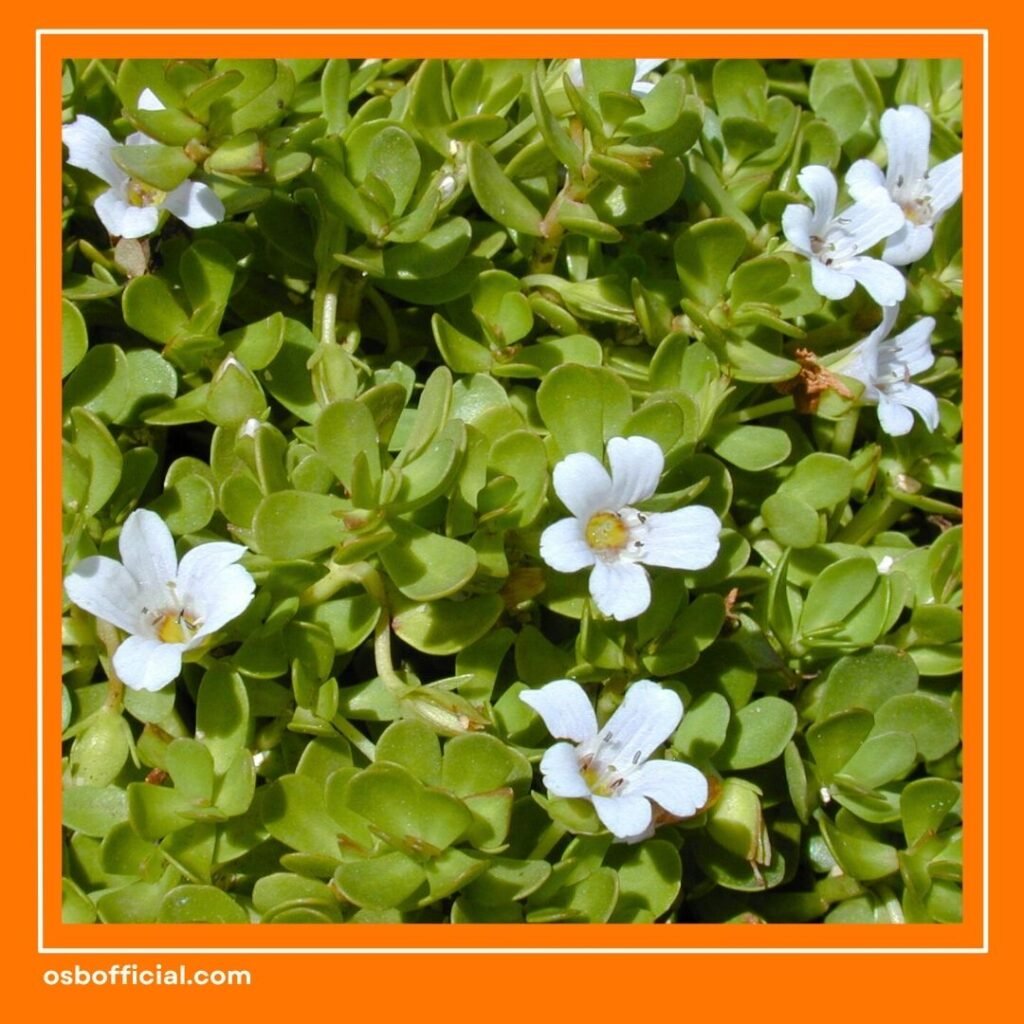 Herbal untuk Kecerdasan Otak Anak