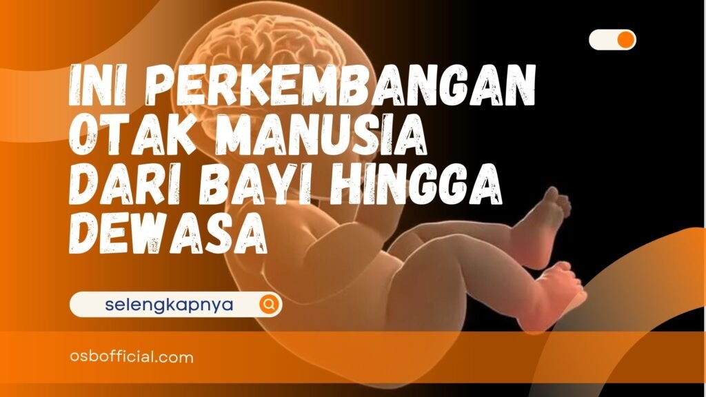 Perkembangan Otak Manusia