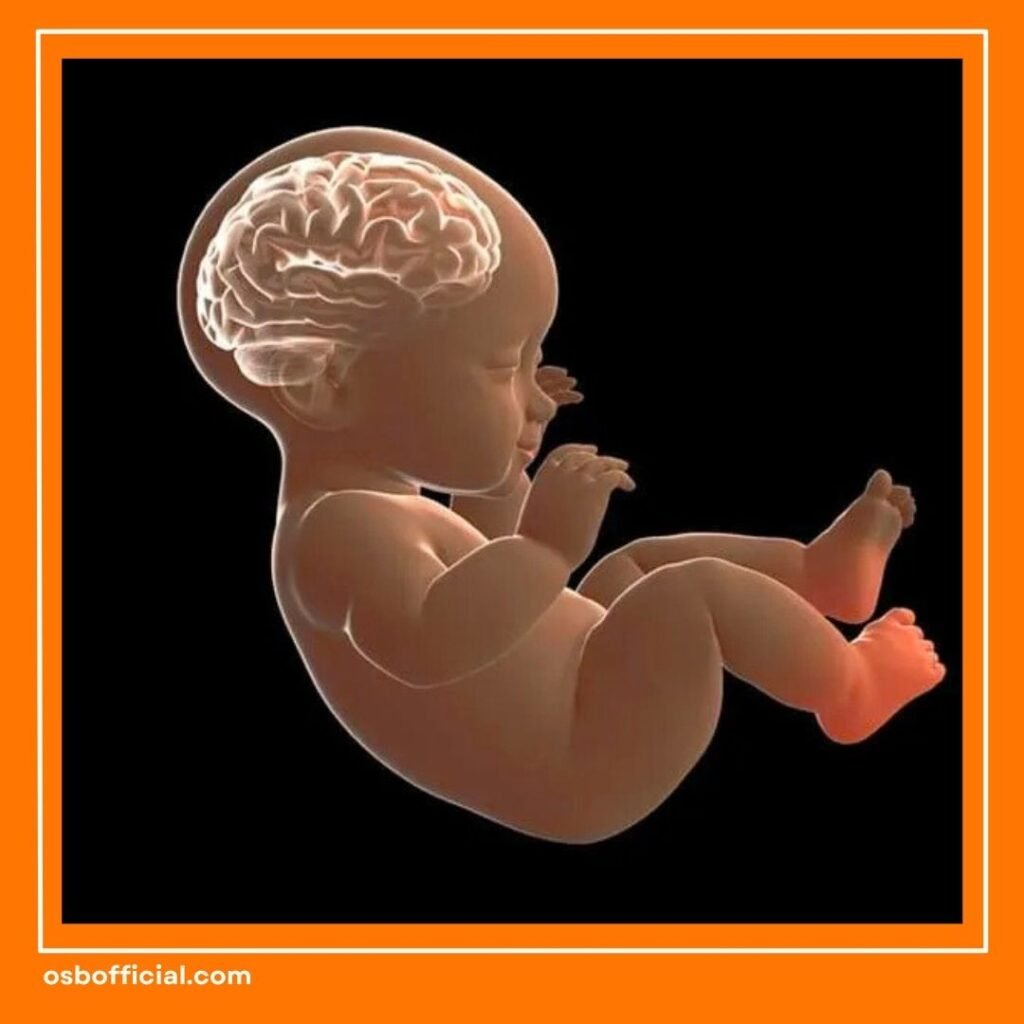 Perkembangan Otak Manusia
