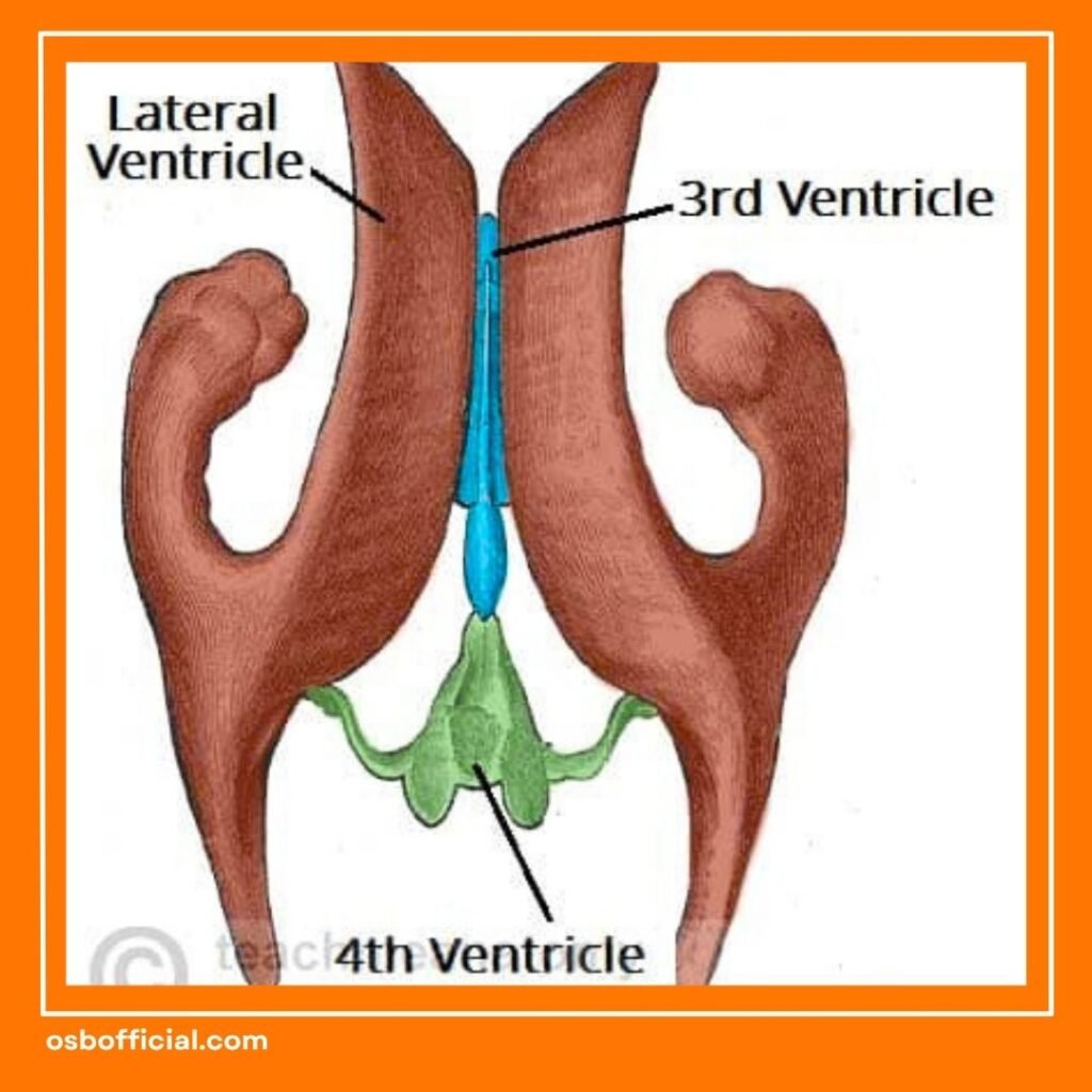 Mengenal Ventrikel Otak