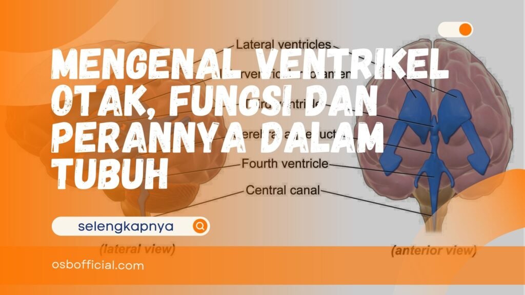 Mengenal Ventrikel Otak