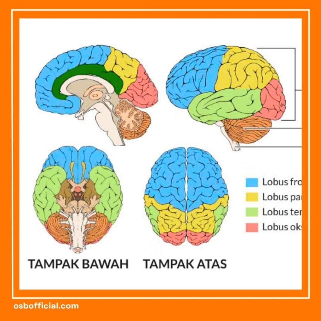 Otak Kanan Berfungsi untuk