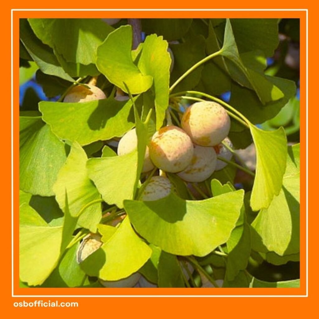 Suplemen Otak Terbaik