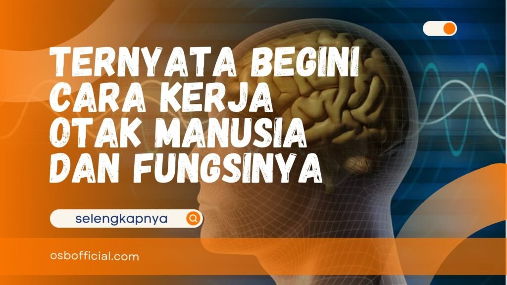 Cara Kerja Otak Manusia