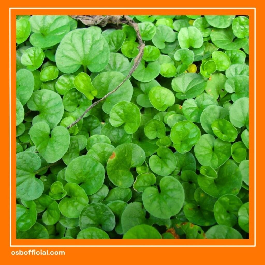 Manfaat Pegagan untuk Otak