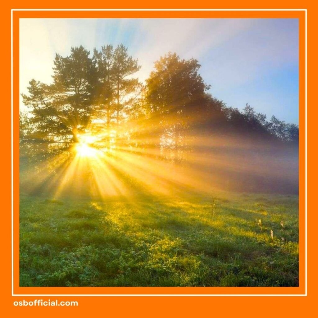 Vitamin D Alami