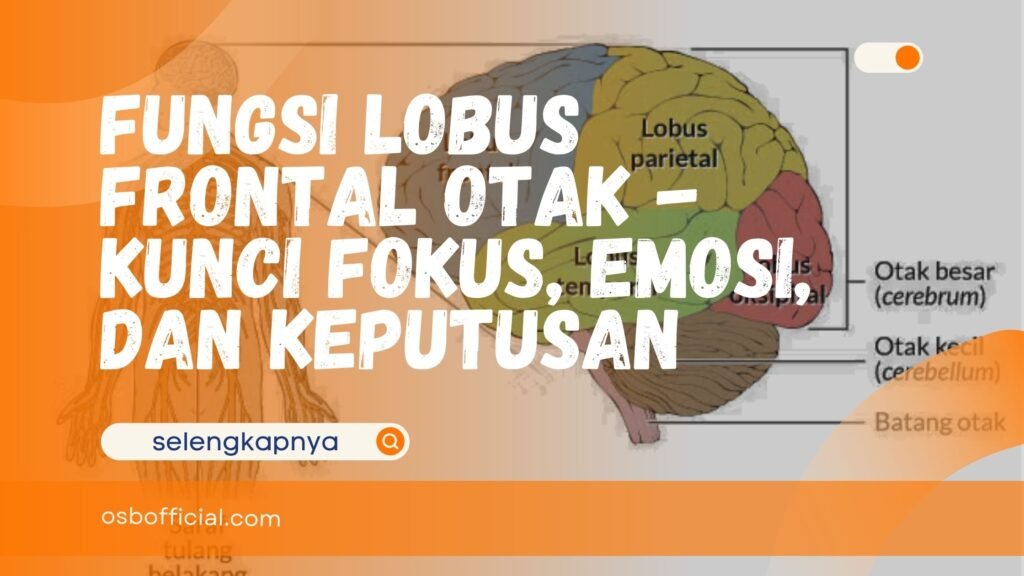 Fungsi Lobus Frontal Otak
