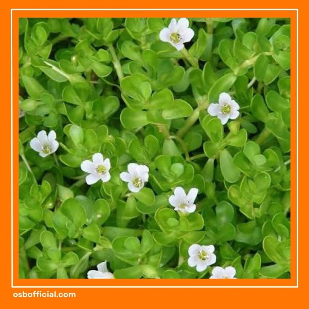Vitamin Otak Herbal Terbaik
