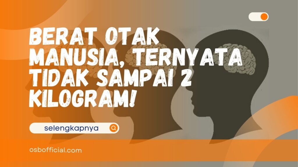 Berat Otak Manusia
