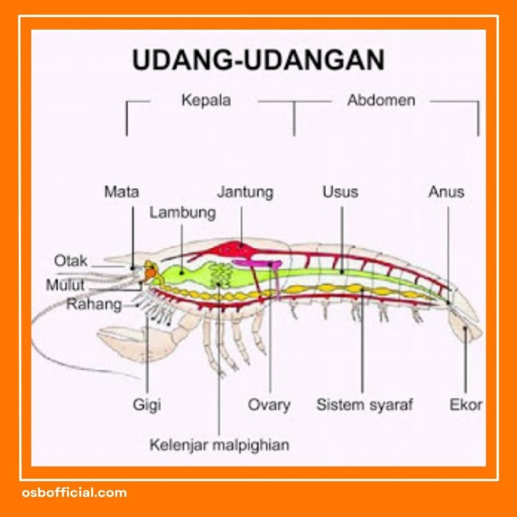 Apakah Udang Punya Otak