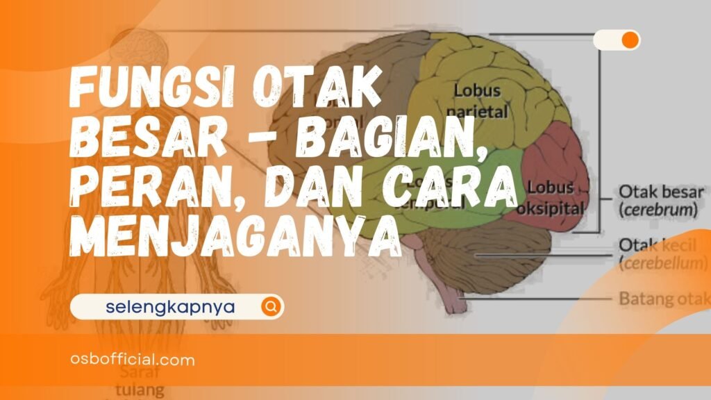 Fungsi Otak Besar