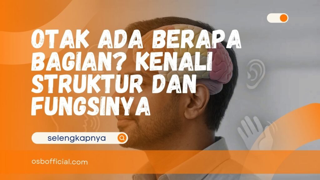 Otak Ada Berapa Bagian