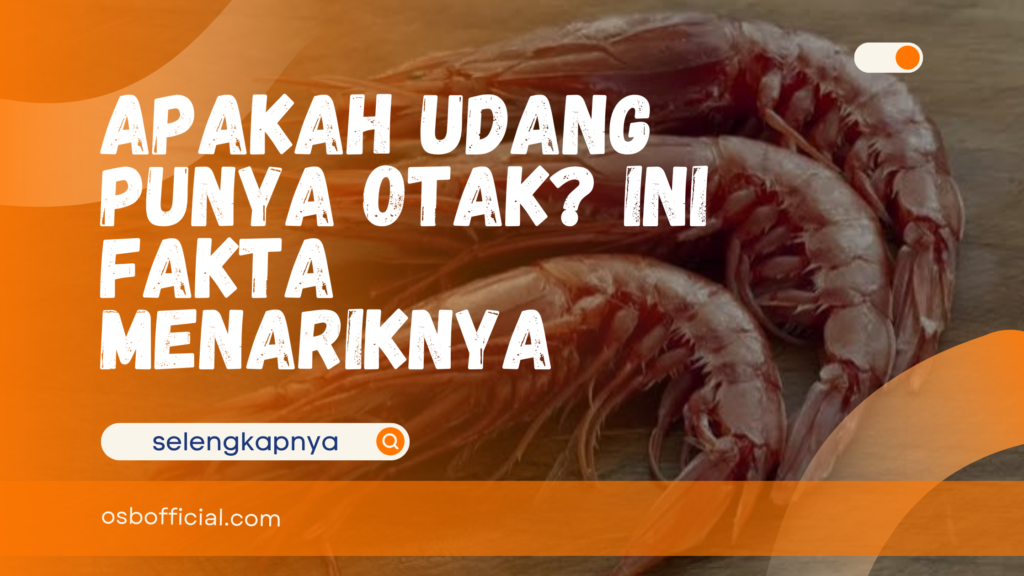 apakah udang punya otak